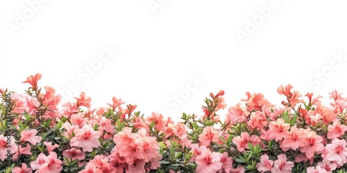 Fototapeta Naklejka Na Ścianę i Meble -  Background blossoms flowers nature.