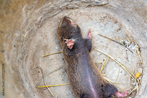 Animal rodent common mole rat caught in a bucket. Pest of agricultural crops in a garden plot