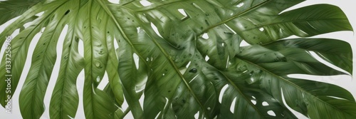 Close-up of single Monstera deliciosa leaf with unique holes and tears on a bright white background,  closeup,  flora, Monstera