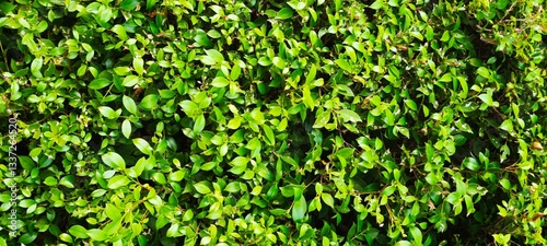 green grass background