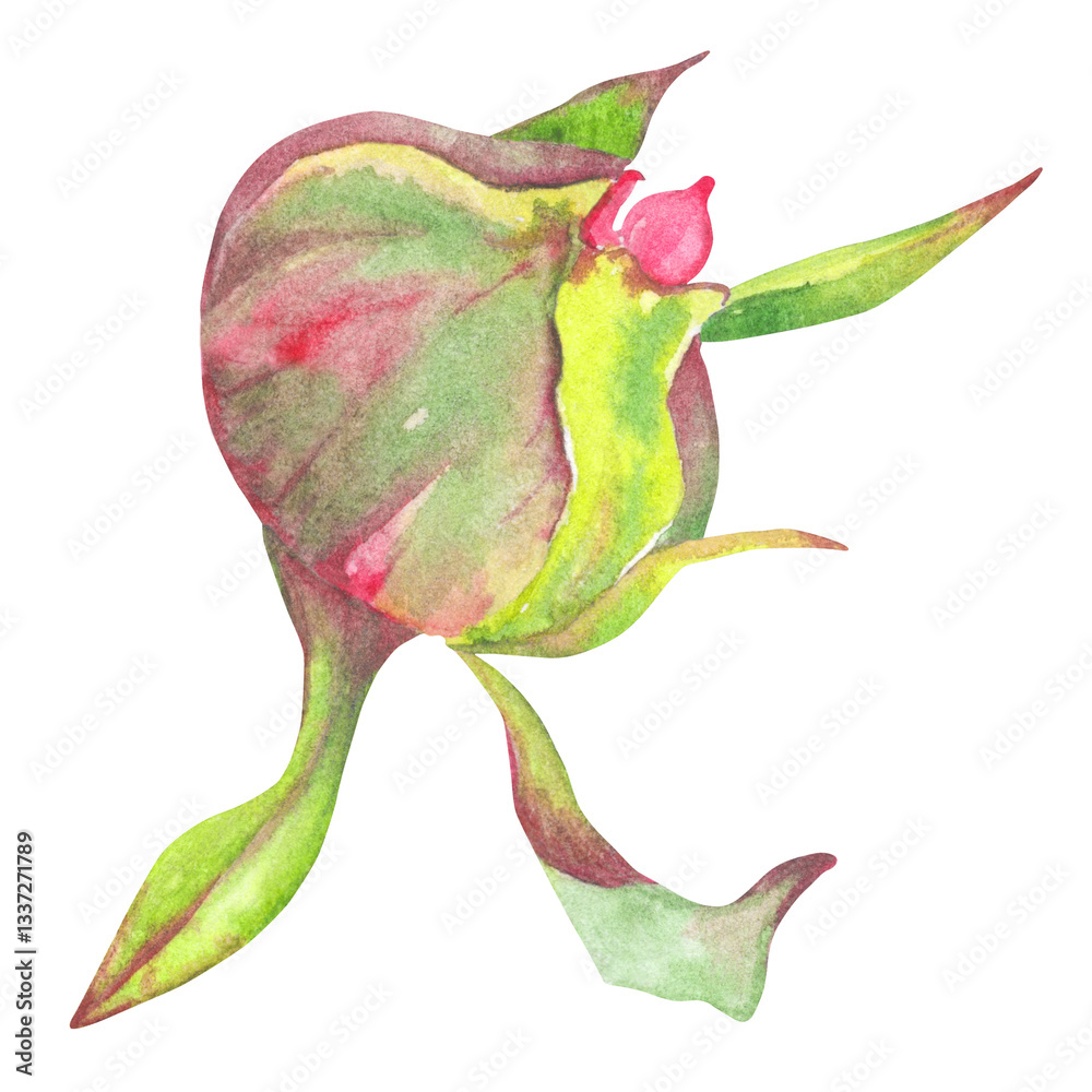 Fototapeta premium Watercolor hand drawn illustration of peony flower bud. Peony bud painted with watercolor. Perfect for wedding, birthday, seasonal holidays.