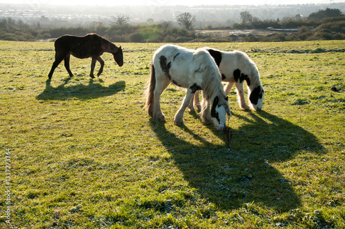 Horses of Dublin. Ireland photo