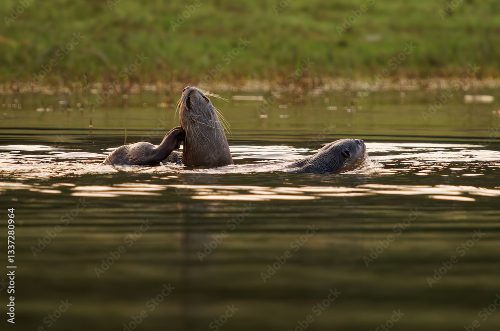 Obraz premium Smooth-coated otter Lutrogale perspicillata is freshwater otter from South and Southwest Asia, short sleek coat of dark-brown to reddish-brown fur, family swim in the lake