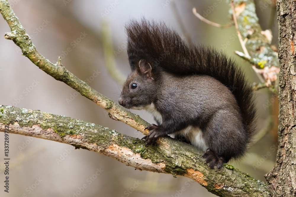 Obraz premium Black fur form of Sciurus vulgaris, european red squirrel. Climbing on the tree in the forrest in Czech republic. Close-up portrait.