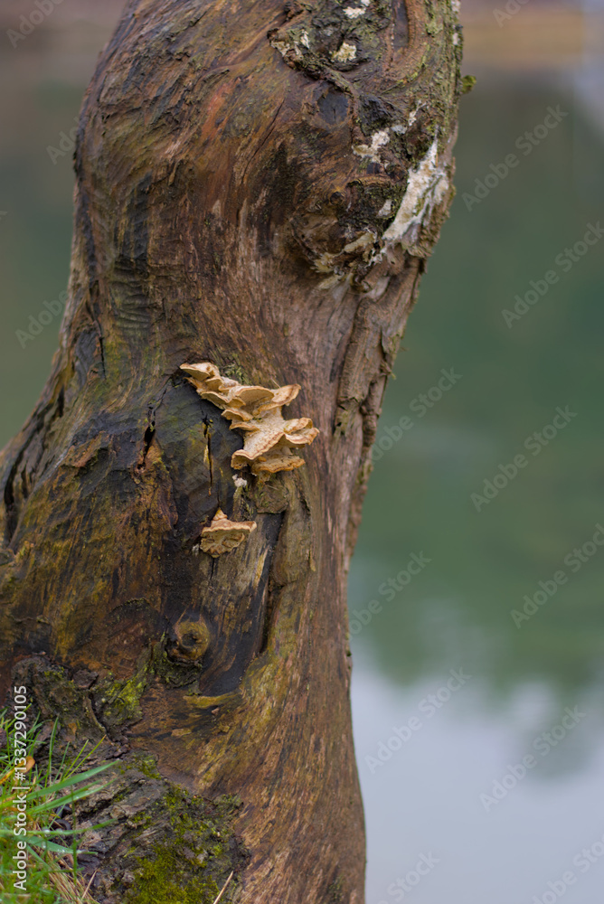 A weathered log, richly adorned with clusters of vibrant mushrooms, blending earthy textures and natural beauty—a perfect snapshot of forest charm. A weathered log, richly adorned with clusters of vibrant mushrooms, blending earthy textures and natural beauty—a perfect snapshot of forest charm.