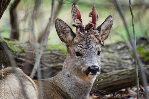 Capreolus capreolus european roe deer male is removing skin from antlers in spring. Antlers are covered by blood. Close-up portrait.  photo