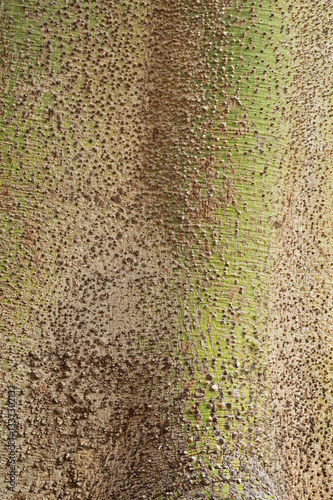 Bark of the ceiba tree