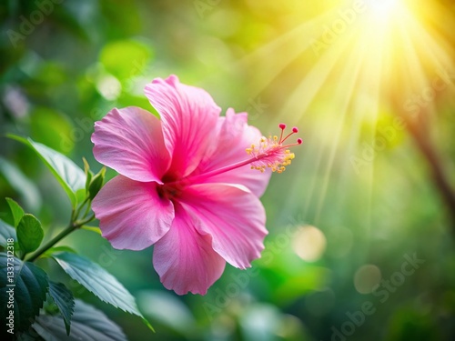 Vibrant Pink Hibiscus Flower Long Exposure Photography - Tropical Bloom