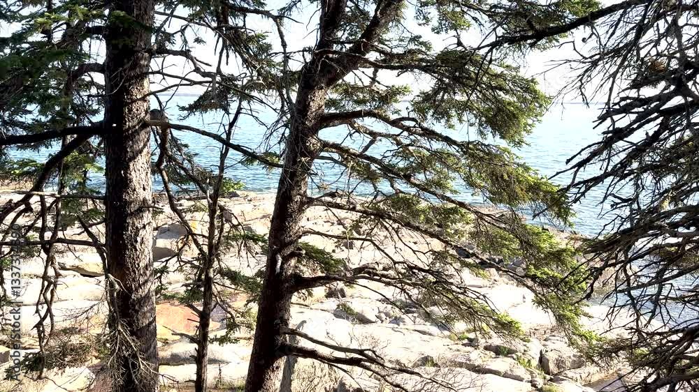 Atlantic Ocean Behind Pine Trees and Granite in Acadia National Park Atlantic Ocean Behind Pine Trees and Granite in Acadia National Park