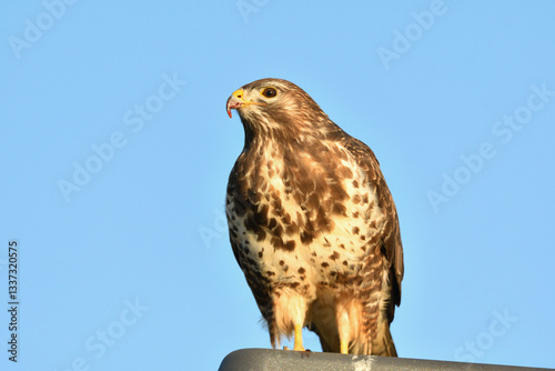Mäusebussard
