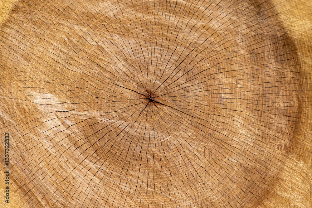 Fototapeta premium cross section of tree trunk, hardwood texture background