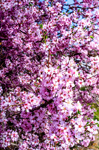 Wallpaper Mural pink cherry blossom background Torontodigital.ca