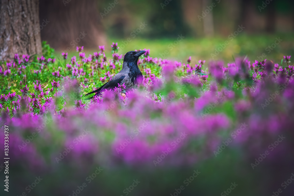 Obraz premium Black crow jackdaw raven on the grass with purple flowers in the city park 