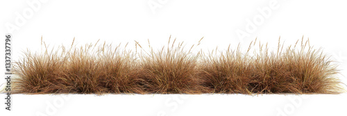 Savanna grass field row on transparent backgrounds 3d rendering png file 
 photo