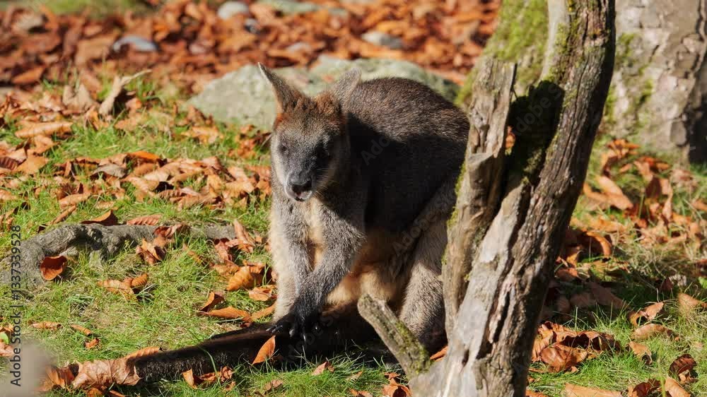 Swamp Wallaby, Wallabia bicolor, is one of the smaller kangaroos. This wallaby is also commonly known as the black wallaby Swamp Wallaby, Wallabia bicolor, is one of the smaller kangaroos. This wallaby is also commonly known as the black wallaby