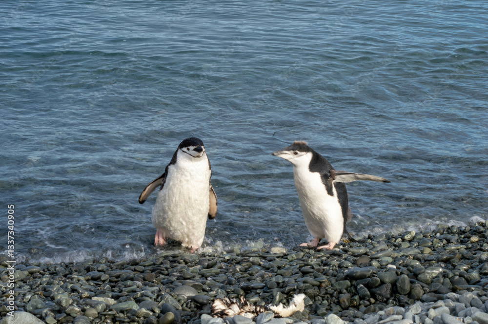 Obraz premium Two cute penguins coming out of the water