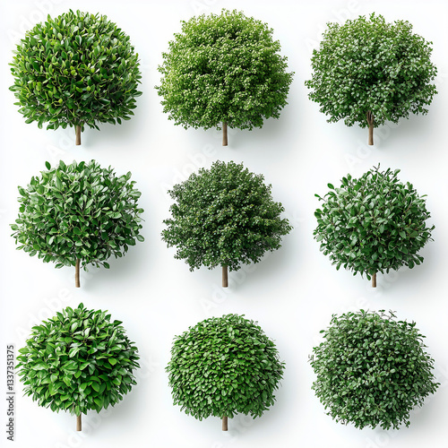 Axonometric bird's eye view of different trees, real photo. White background