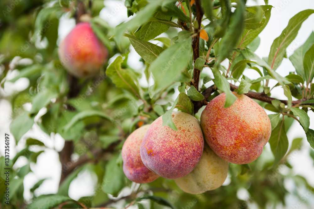 Orchard Fruit
