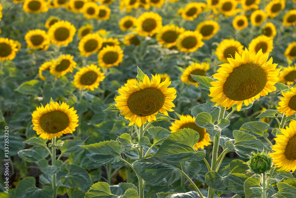 Sunflowers blooming in a field under the summer sun Sunflowers blooming in a field under the summer sun