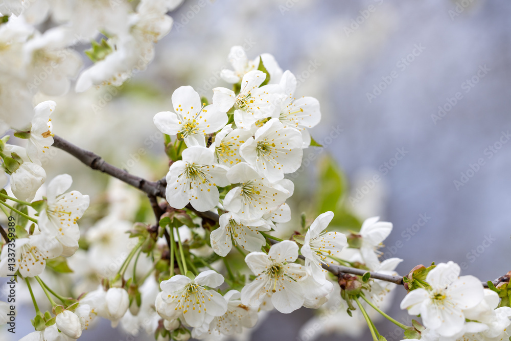 White cherry blossoms blooming on branch in spring