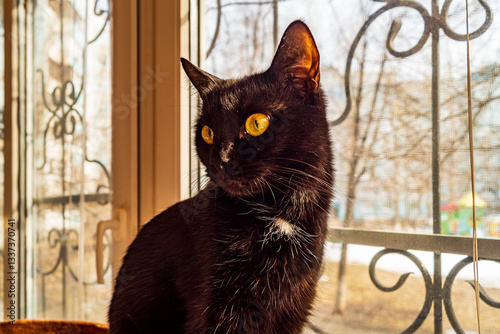 Beautiful black kitty poses for the camera!