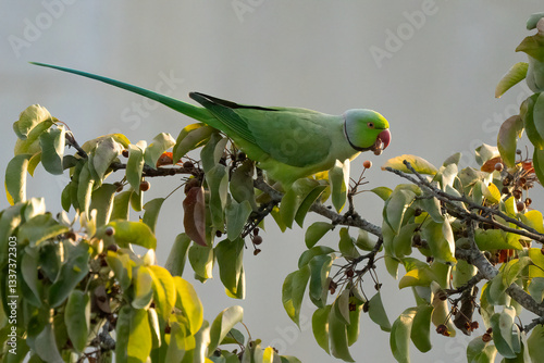 A Ring Necked Parakeet Eating Fruit