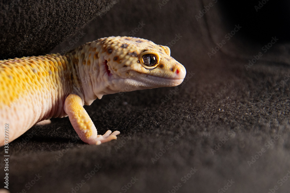 Obraz premium Close-up of the face of an eublephar gecko, Macro photo next to animal place for text