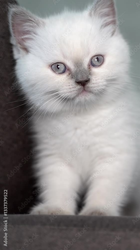 Cat sitting on the sofa. Portrait of cute cat on the sofa Cat sitting on the sofa. Portrait of cute cat on the sofa