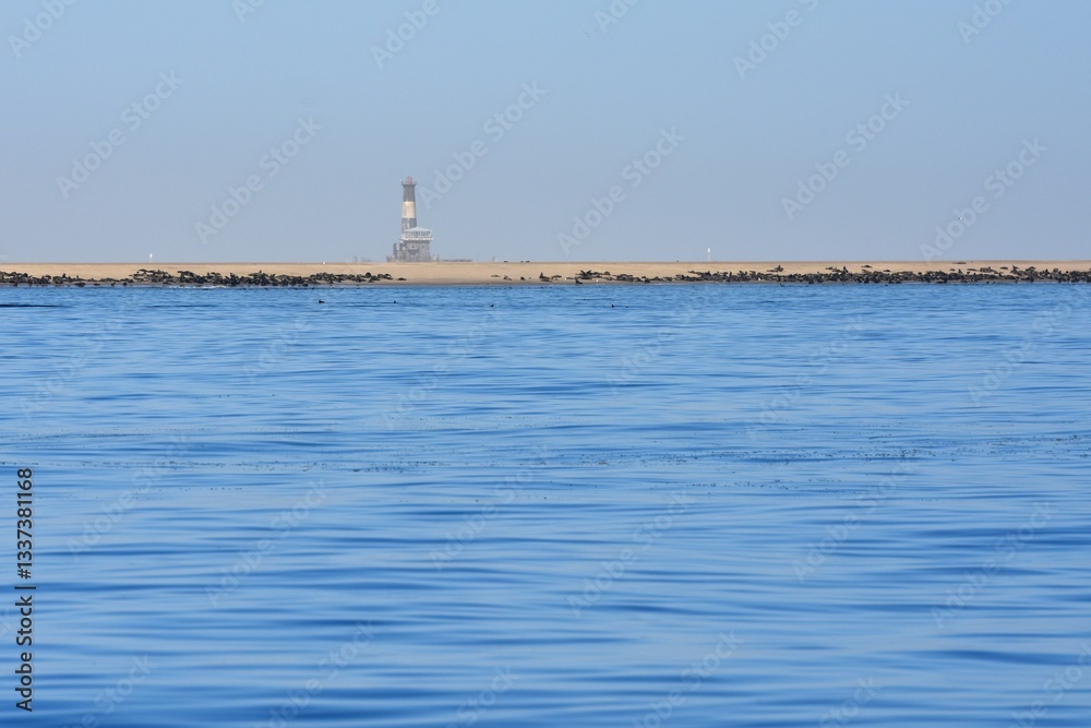 Fototapeta premium Seerobben Kolonie in der Bucht von Walvisbay am Pelican Point
