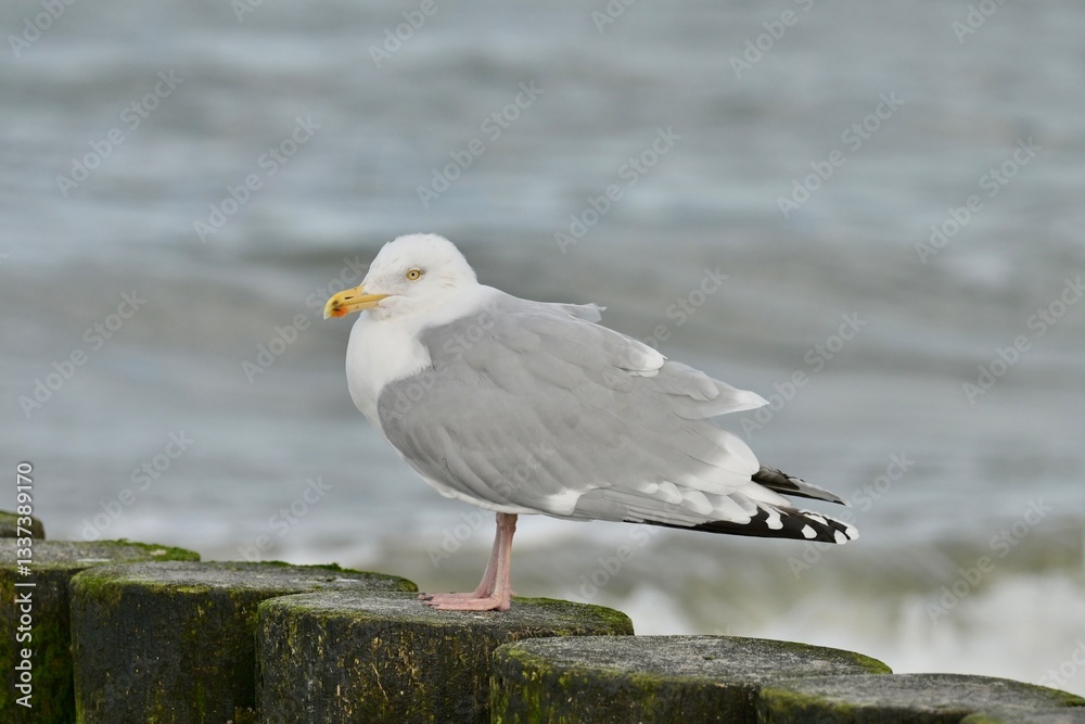 Fototapeta premium Mewa