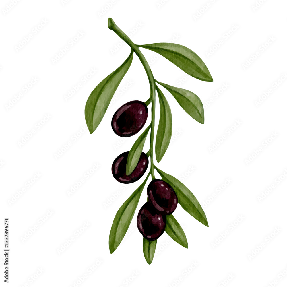 Branches with ripe olive berries. Vector graphics. Branches with ripe olive berries. Vector graphics.