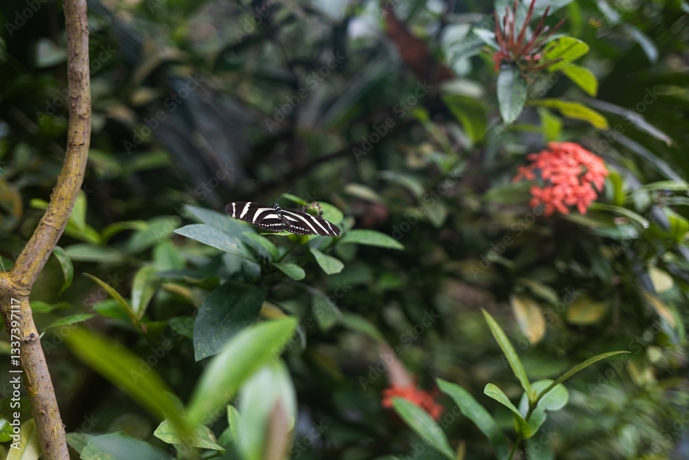 A striped butterfly with black and white wings gracefully settles on a green branch. A close-up of the butterfly allows you to see the smallest details of its wings, decorated with elegant patterns. A striped butterfly with black and white wings gracefully settles on a green branch. A close-up of the butterfly allows you to see the smallest details of its wings, decorated with elegant patterns.
