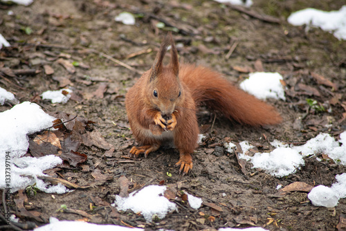squirrel on a tree