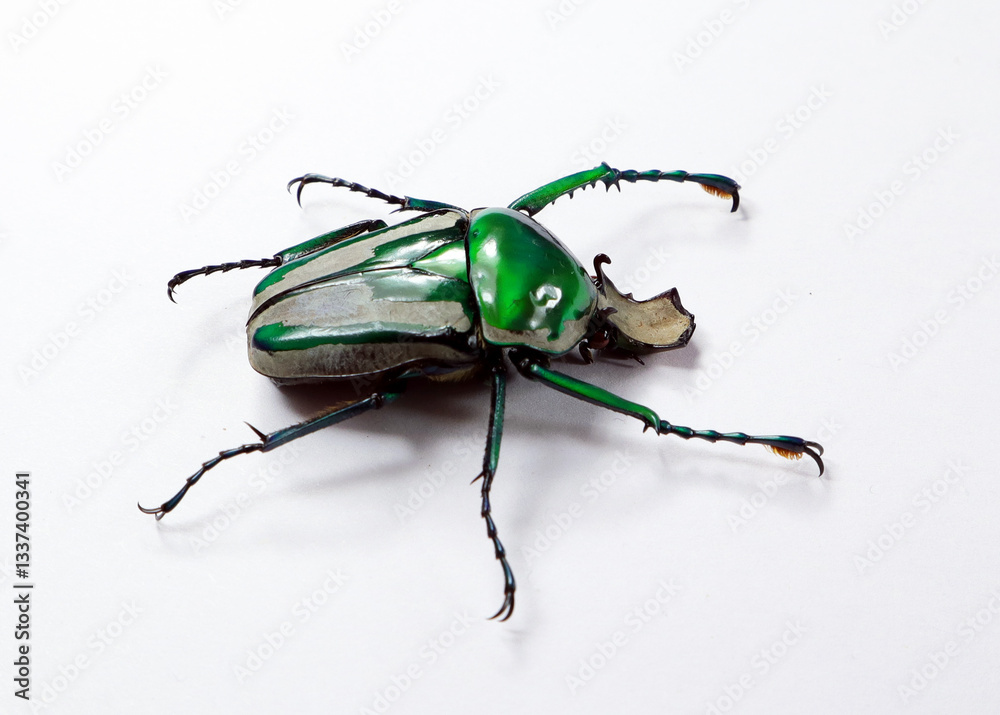 Naklejka premium Ranzania splendens showcases vibrant green coloration and striking features on a plain surface