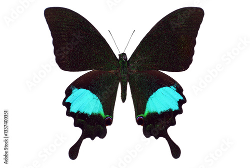 Canvas Print Peacock's Swallowtail Papilio paris displays its striking black wings with stunning turquoise accents