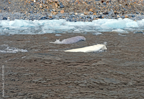 Obraz na plátně Two Belugas Taking a Breath While Swimming