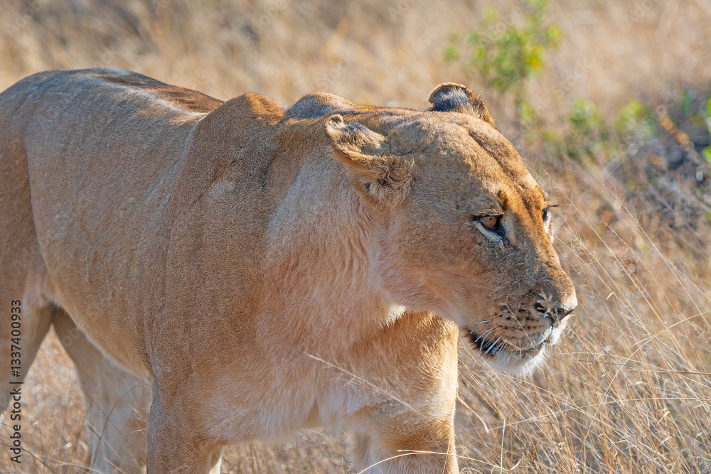 Female Lion on Patrol in the Veldt