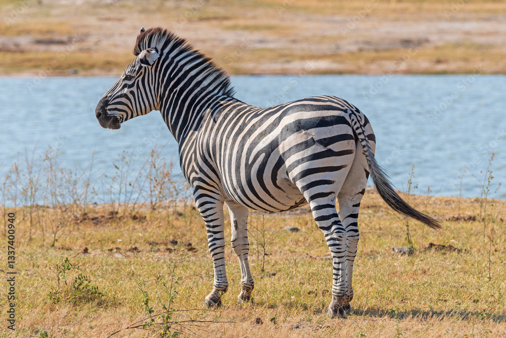 Plains Zebra By a Watering Hole