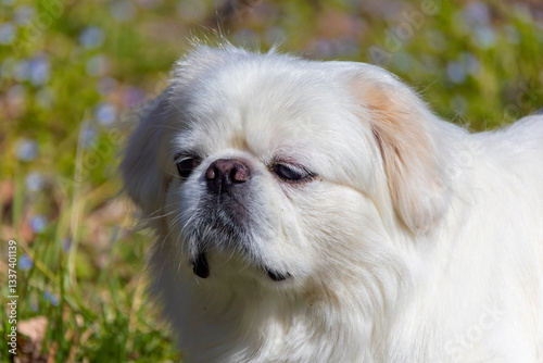 Εκτύπωση καμβά Small, 8 years old white pekinese