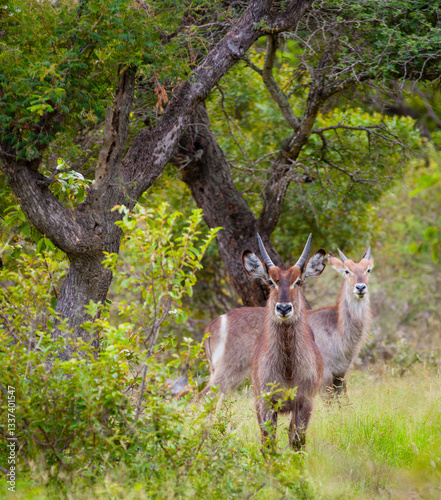 A pair of waterbuck antelopes in trees