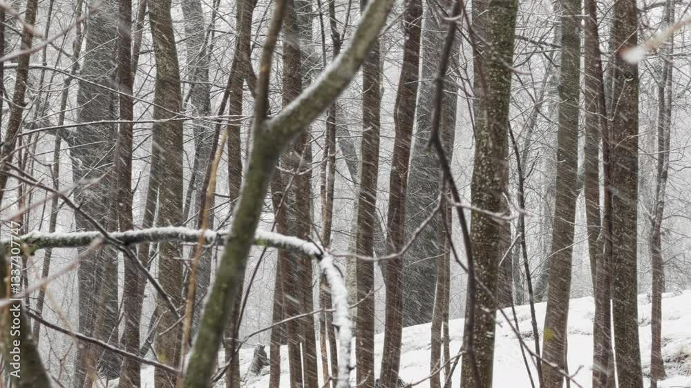 The heavy snowfall in a wild park, winter fairy tale in the forest, snow-covered tree branches, large flakes of snow are slowly falling, nobody, snow storm, blizzard The heavy snowfall in a wild park, winter fairy tale in the forest, snow-covered tree branches, large flakes of snow are slowly falling, nobody, snow storm, blizzard