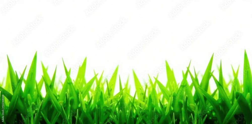 Obraz premium Bright emerald blades of grass against stark white , grass, material, background
