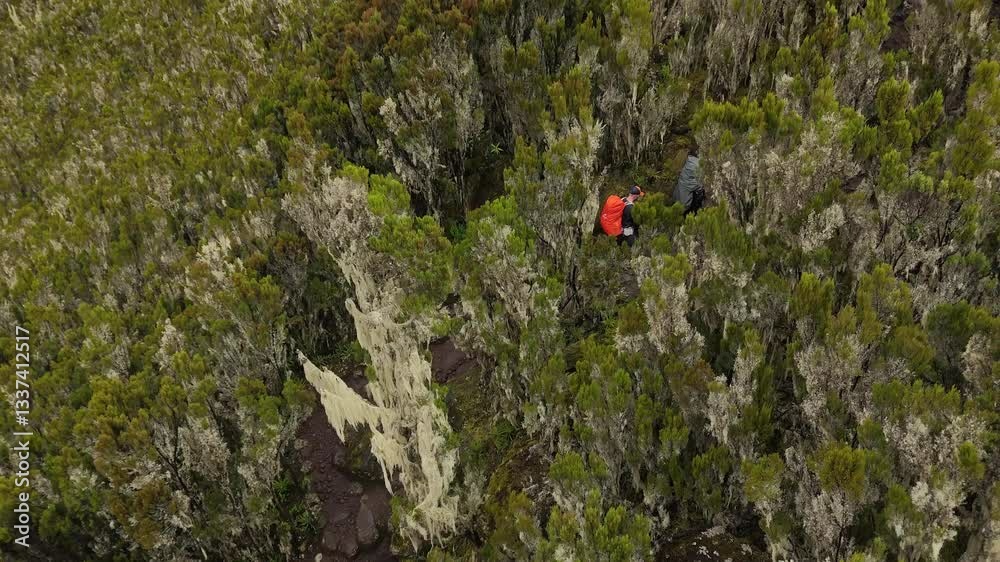 Group of hikers climbing through misty Kilimanjaro forest trails Group of hikers climbing through misty Kilimanjaro forest trails
