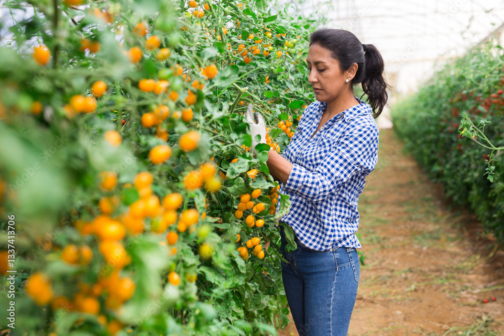 Young adult latino woman farmer harvesting ripe tomatoes in greenhouse Young adult latino woman farmer harvesting ripe tomatoes in greenhouse