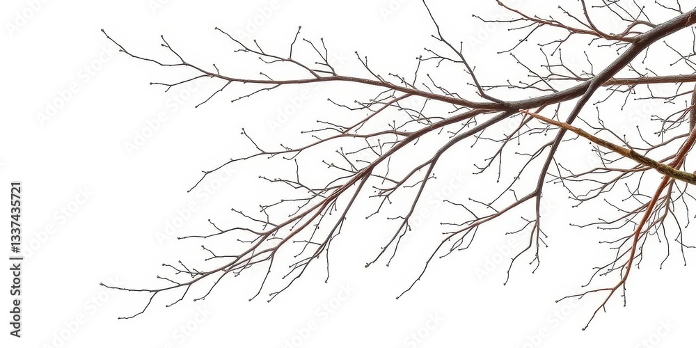 Fototapeta premium Intricate bare branches isolated on pure white backdrop, natural, seasonal