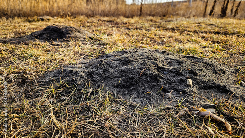 Foto low angle view of mounds of dirt from a pocket gopher in a field or yard landsca