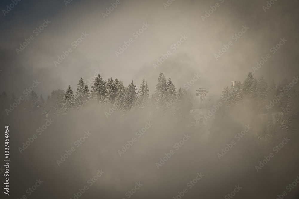 Fototapeta premium Forest in the fog