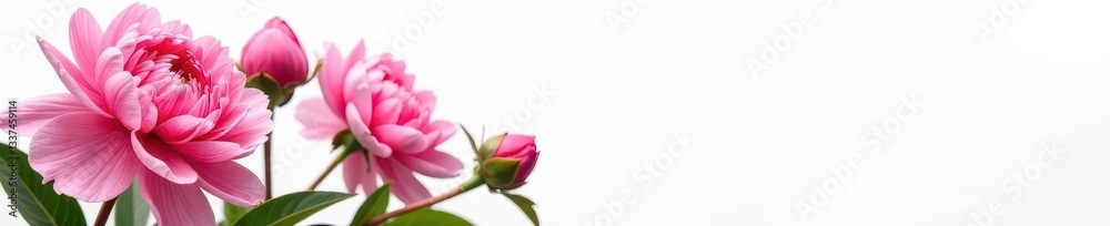 Full bloom peonies, lush petals, pure white backdrop, red, romantic Full bloom peonies, lush petals, pure white backdrop, red, romantic