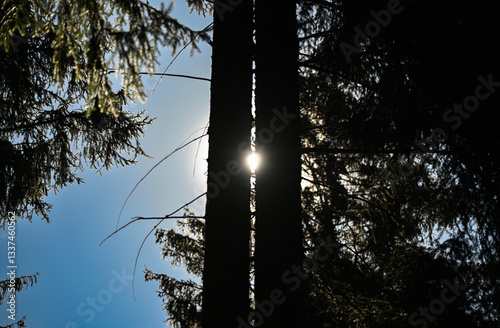 sunset in the forest