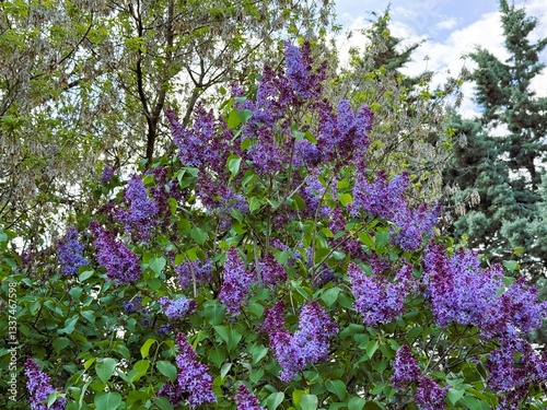 Purple blooming flower on branch Syringa vulgaris. Close-up. Syringa vulgaris, the lilac or common lilac, is a species of flowering plant in the olive family, Oleaceae.
